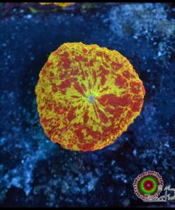 Jawbreaker mushroom