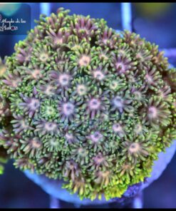 Rainbow goniopora