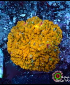 Gold Rush mushroom