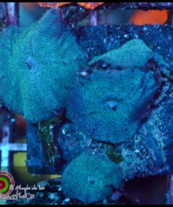 Blue mushroom