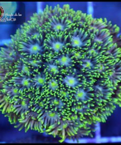 Goniopora ultra