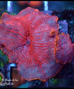 Red rhim mushroom