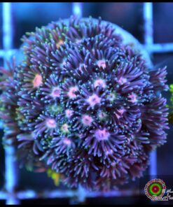 Rinbow goniopora