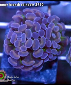 Hammer branch rainbow