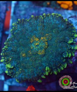 Rhodactis