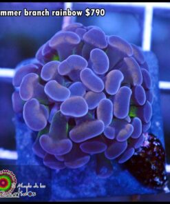 Hammer branch rainbow