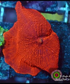 Red mushroom