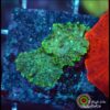 Rhodactis