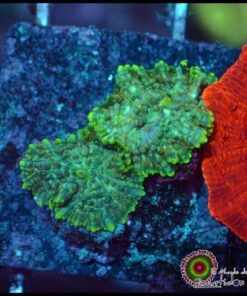 Rhodactis