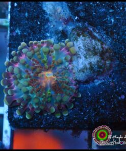 Purple ricordea