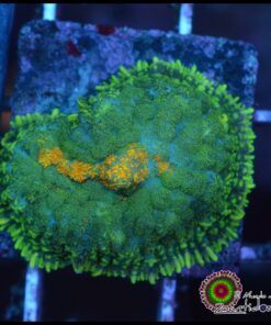 Rhodactis