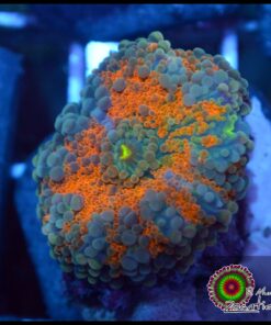 Ricordea yuma orange