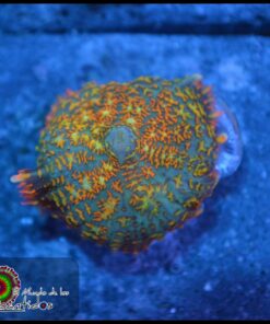 Rinbow rhodactis