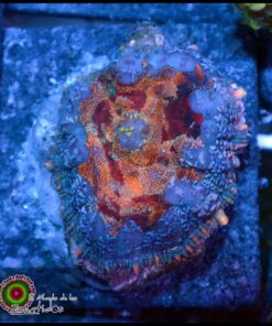 Picasso rhodactis