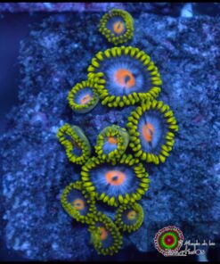 Mango zoas