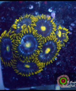 Zoas