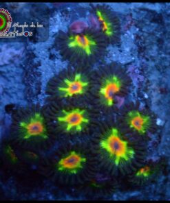 Little star zoas