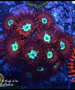 P0rn zoas
