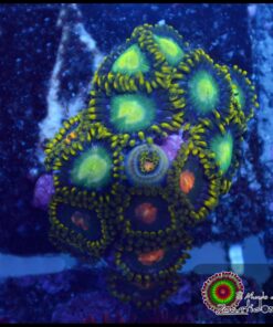 Zoas