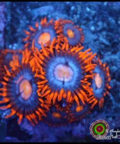 Neuralizer zoas
