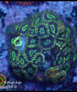 Theal ring zoas