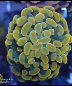 Hammer branch yellow