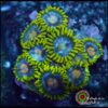 Mango zoas