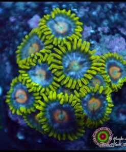 Mango zoas