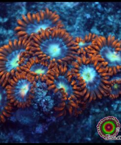 Fire and ice zoas