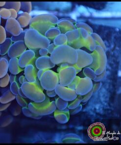 Hammer branch purple tips