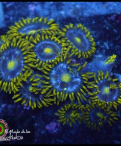 Zoas
