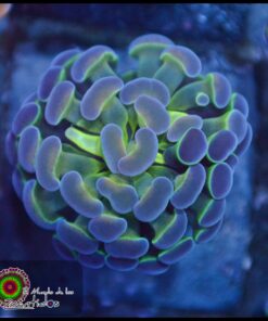 Hammer branch purple tips