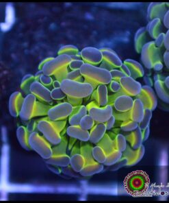 Hammer branch hologram
