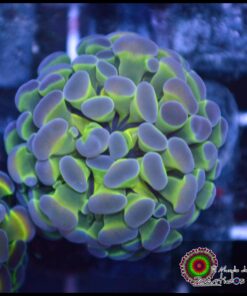 Hammer branch purple tips