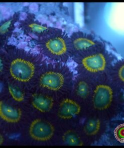 Zoas