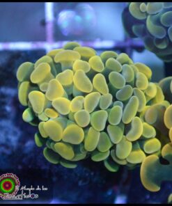 Hammer branch yellow ultra