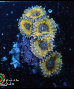Chiquita zoas