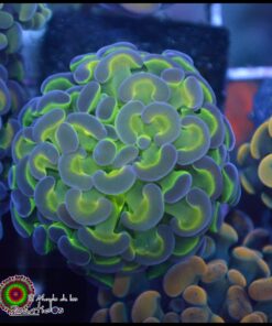 Hammer branch purple tips