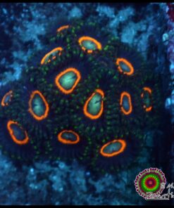 Zoas