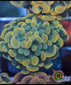 Hammer branch bicolor ultra