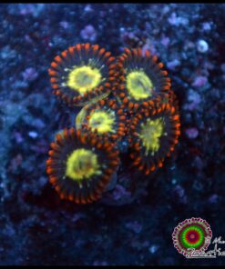 Flaming fireballs zoas