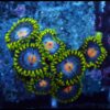 Mango zoas