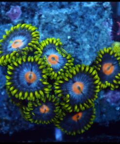 Mango zoas