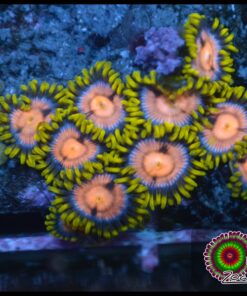 Ultra zoas
