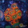 Ironman zoas