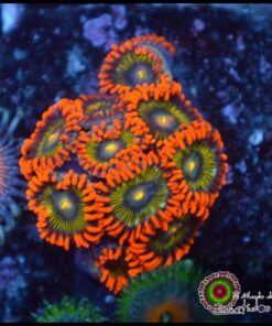 Ironman zoas