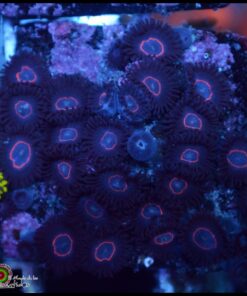 Red ring zoas