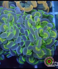 Hammer branch purple tips