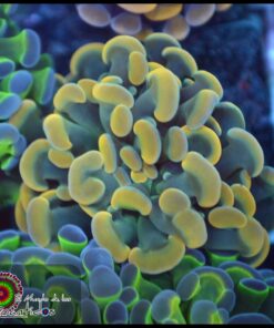 Hammer branch yellow