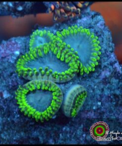 Blue zoas